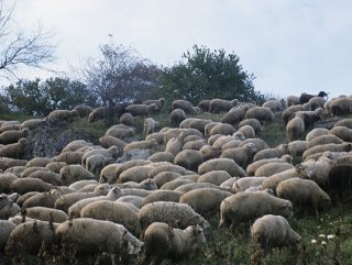 Esrar Yiyen Koyunlar Köyü Birbirine Kattı