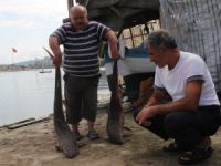 Giresun'da Balıkçı Ağlarına Köpek Balığı Takıldı