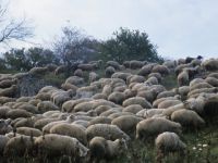 Esrar Yiyen Koyunlar Köyü Birbirine Kattı